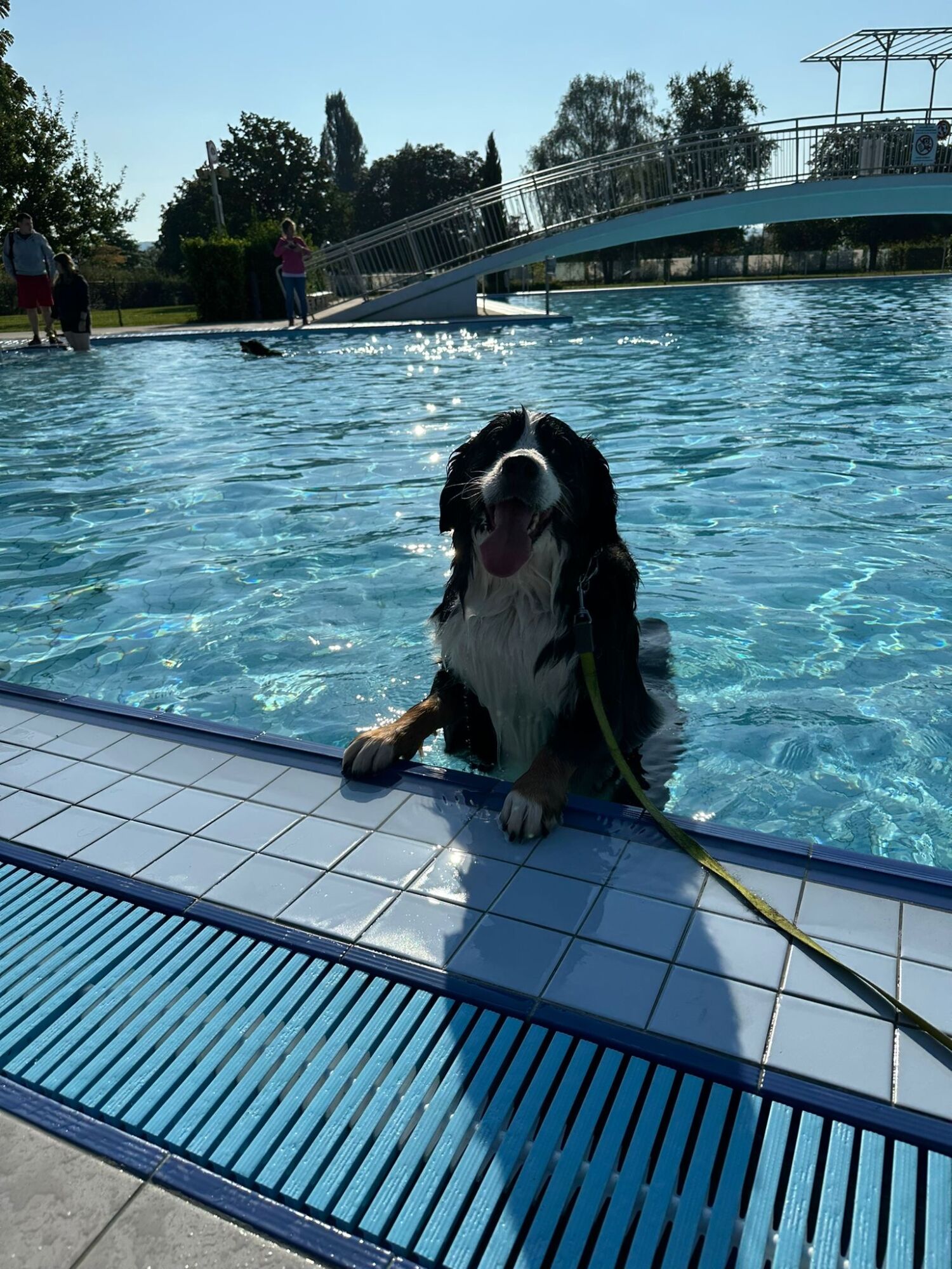 Natation pour chiens